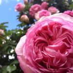 QUESTIONS-REPONSES: Quel pot pour un rosier ?