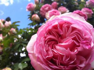 QUESTIONS-REPONSES: Quel pot pour un rosier ?