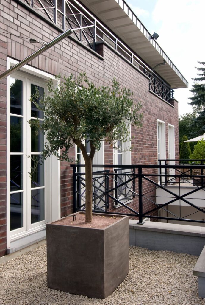 pot carre arbuste