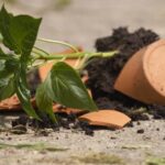 QUESTIONS-REPONSES: Des pots renvers&eacute;s par le vent