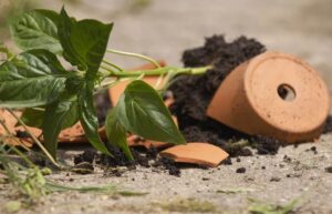 QUESTIONS-REPONSES: Des pots renversés par le vent