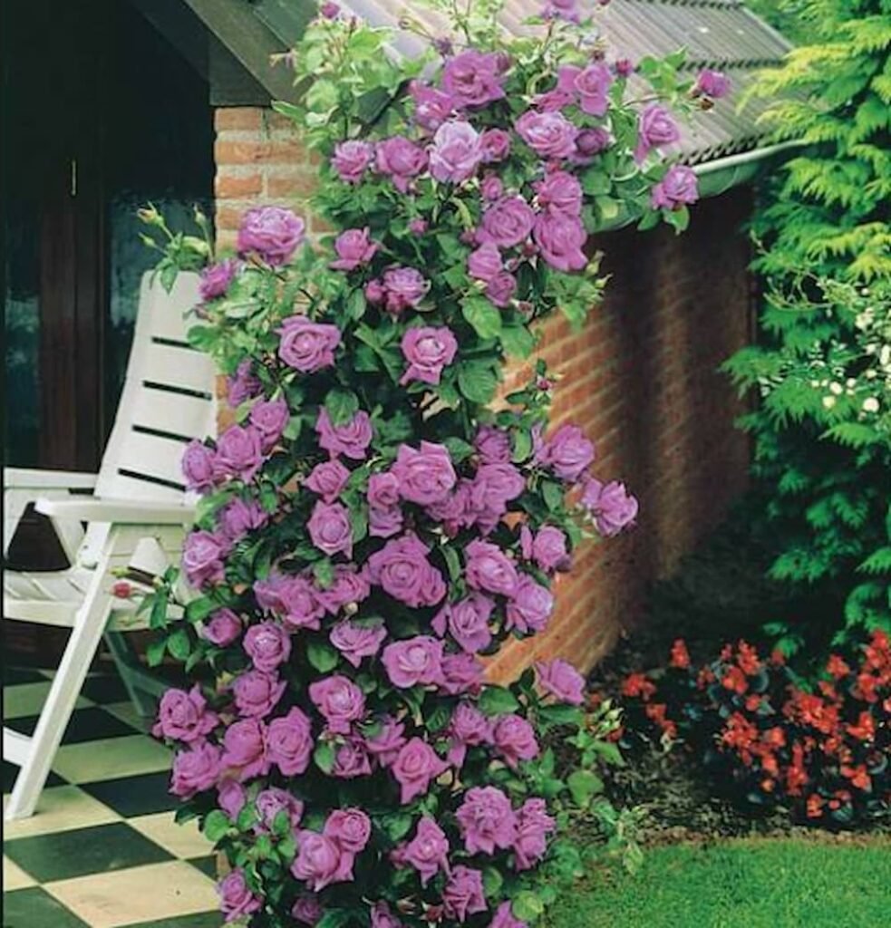 QUESTIONS-REPONSES: Quel pot pour un rosier ? pot pour un rosier