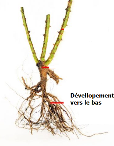 QUESTIONS-REPONSES: Quel pot pour un rosier ? racines