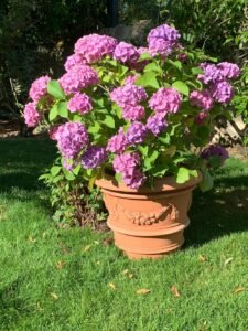 AU BONHEUR DES PLANTES: LES BONNES DIMENSIONS D&rsquo;UN POT (Deuxième partie)